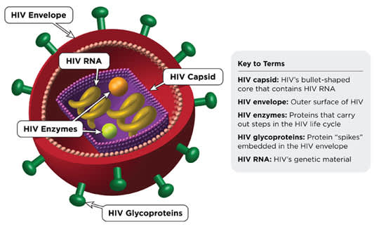 HIV diagram