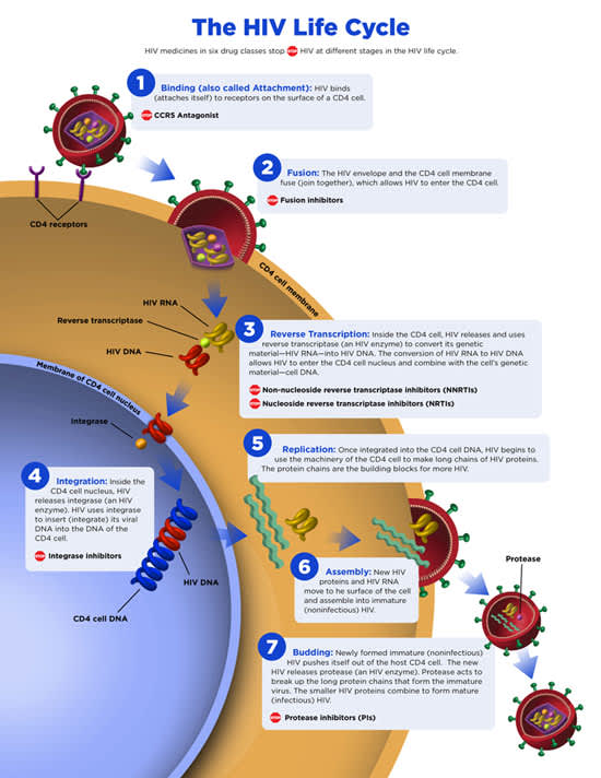 HIV life cycle