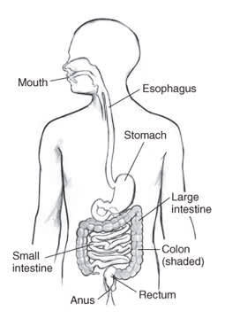 The digestive tract
