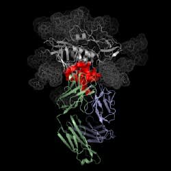 Atomic structure of the antibody VRC01 (blue and green) binding to HIV (grey and red). The precise site of VRC01-HIV binding (red) is a subset of the area of viral attachment to the primary immune cells HIV infects. Credit: NIAID VRC.