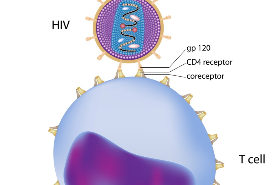 Understanding CD4 Cells and CD4 Cell Tests