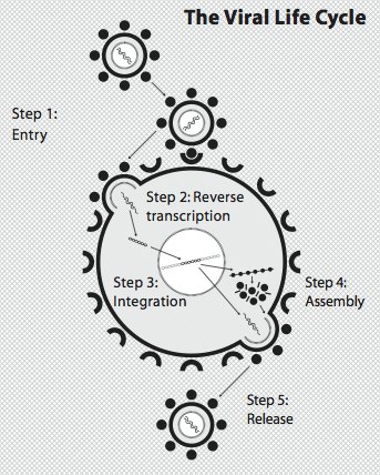 The Viral Life Cycle