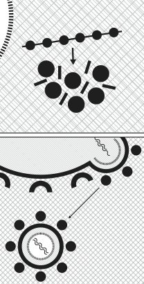 Steps 4 and 5: Assembly and Release -- HIV Tricks the Infected Cell Into Making Copies of Itself