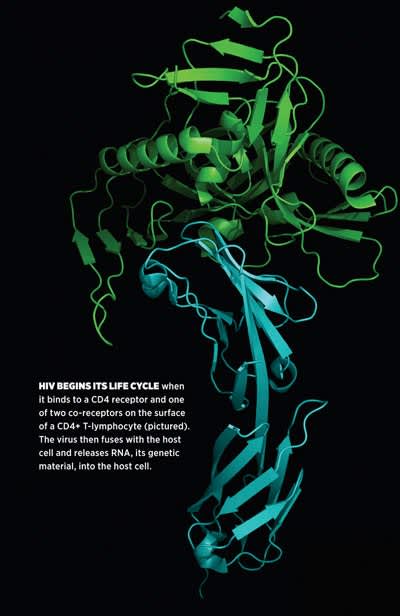 HIV begins its life cycle