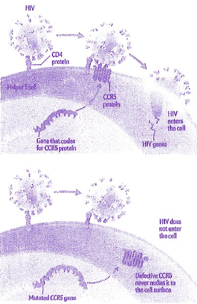How HIV Enters an Immune Cell