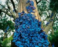 butterflies