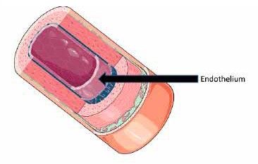 cART Quickly Improved Endothelial Function in a 3-Arm ACTG Trial