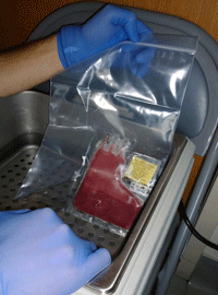 Papa's stem cells.