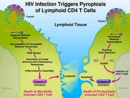 HIV Infection Triggers Pyroptosis of Lymphoid CD4 T Cells