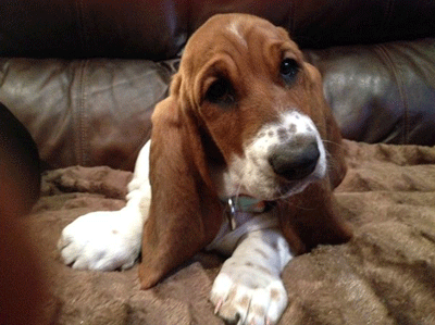 Why Ruby is the cutest dog in the world.