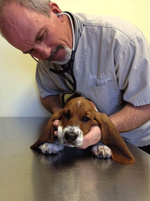 Ruby gets needled at the vet.