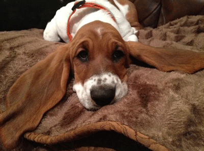 Showing off her impressive ears.