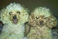 Imani and Nambi