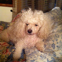 Sophie demanding attention!