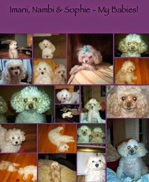 Imani, Nambi & Sophie -- My Babies!