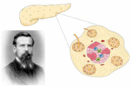 Islets of Langerhans