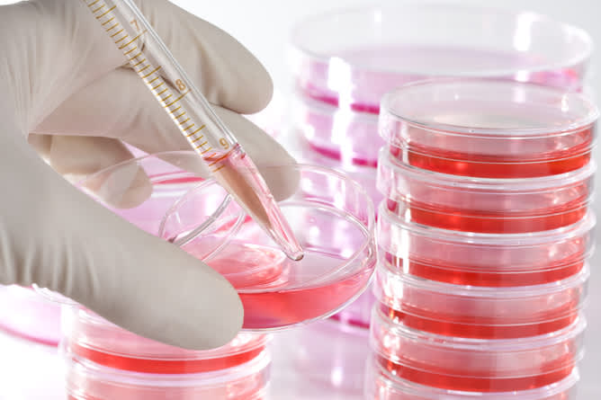 The basic research isn't ready for deployment in human embryos yet. Petri dishes image via www.shutterstock.com.