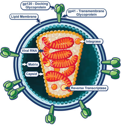 Structure of HIV