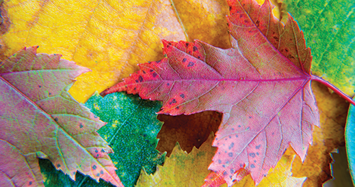 colorful leaves