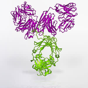 Model of the VRC01 antibody (Credit: NIAID)