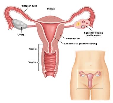female anatomy