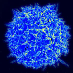 Scanning electron micrograph of a human T cell from the immune system of a healthy donor