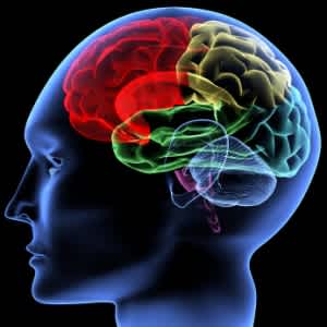 This is an animated photograph of a human brain. The brain shows the different areas of the brain in different colors. The frontal lobe is colored red. The occipital lobe is colored in green and the parietal lobe is colored in yellow.