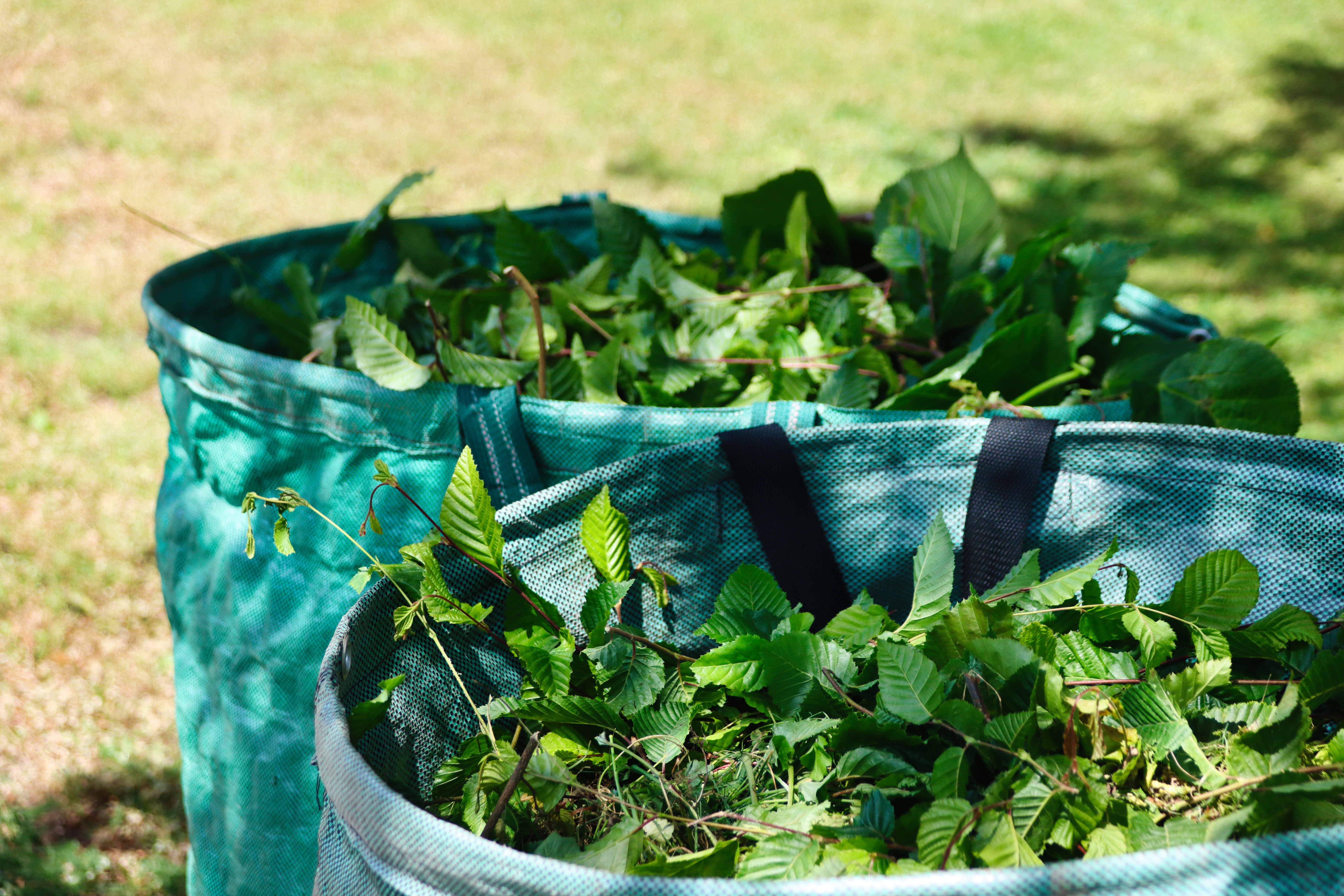 green bushels of tree waste and leaves
photo from Planet Fox from Pixabay