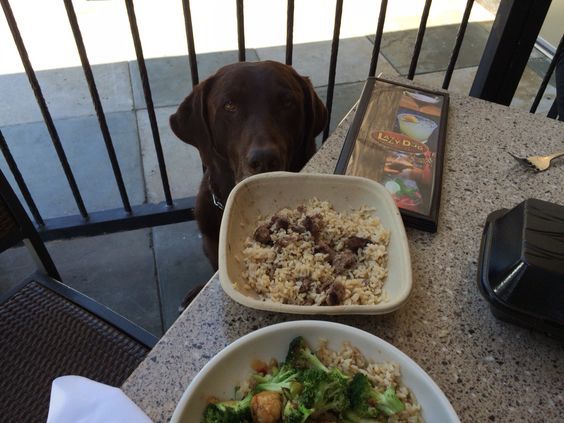 26947289-lazydogcafe.jpg