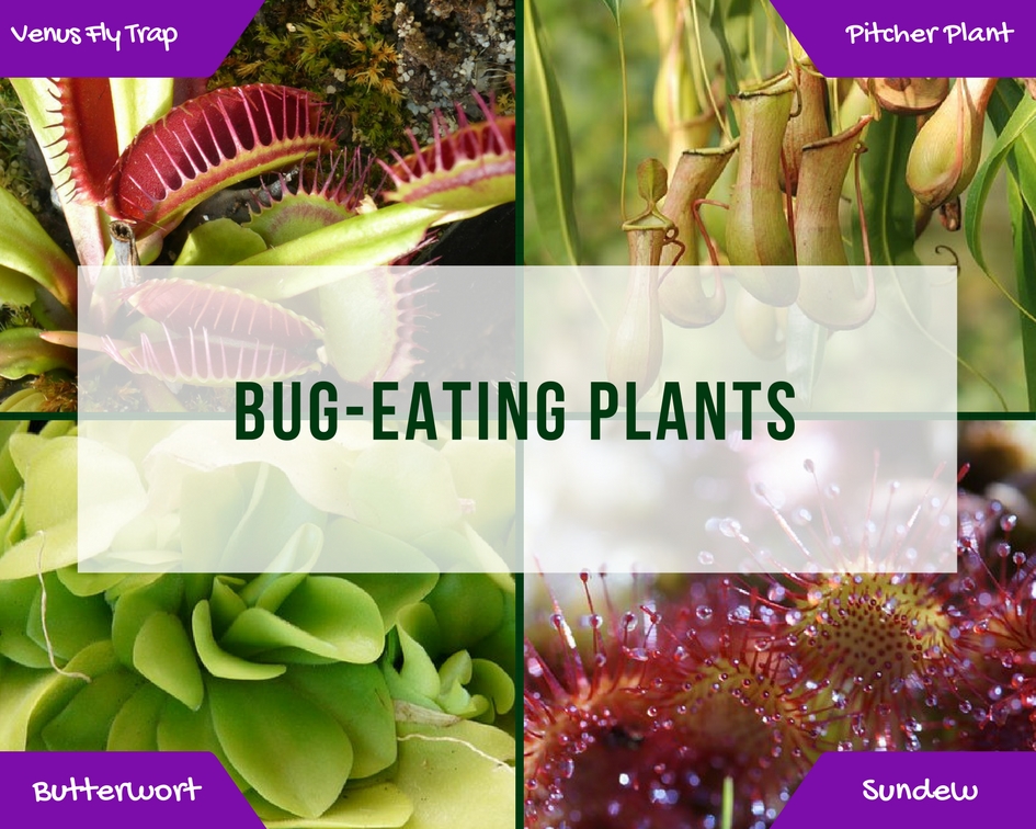 Bring on the Bugs: How to Combat the Pest Population from Your Apartment