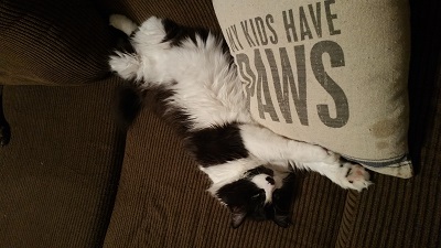 my kids have paws