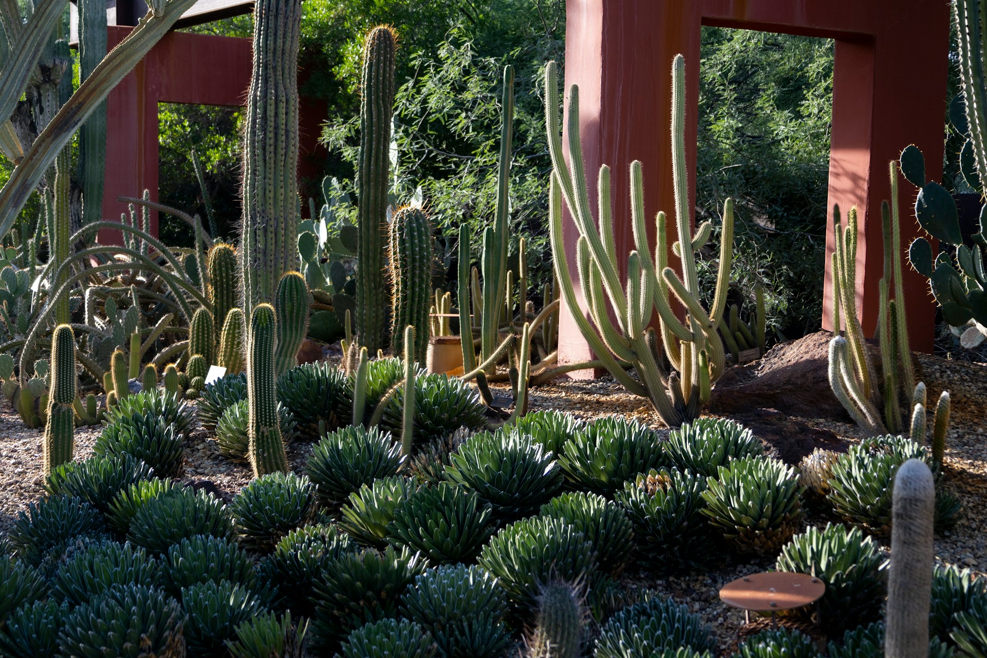 Sunset at the Desert Botanical Garden in Phoenix, Arizona showing flowering cactus and other desert plants. Photo by James A. Molnar on Unsplash