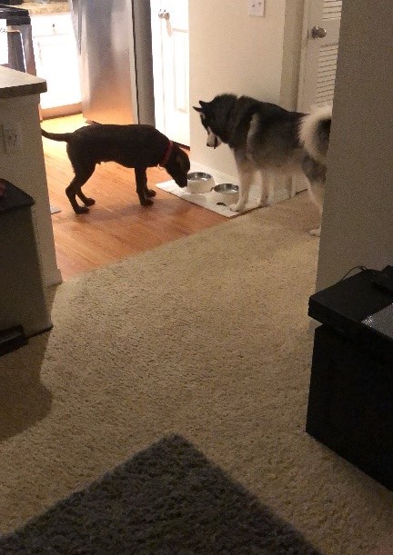 Dogs eating together