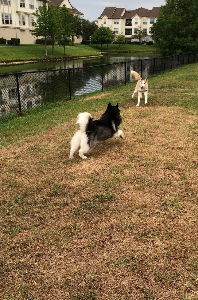 Dogs Playing in the Dog Park