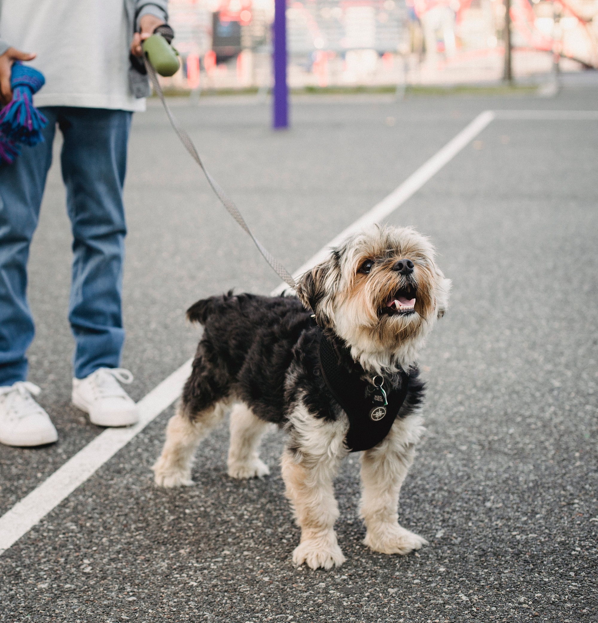 Small dog on leash walking with its owner outside.