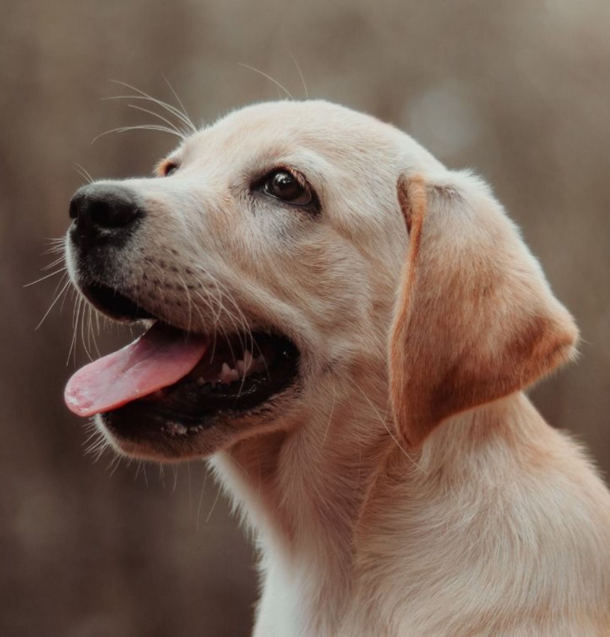 A headshot of a yellow lab puppy.