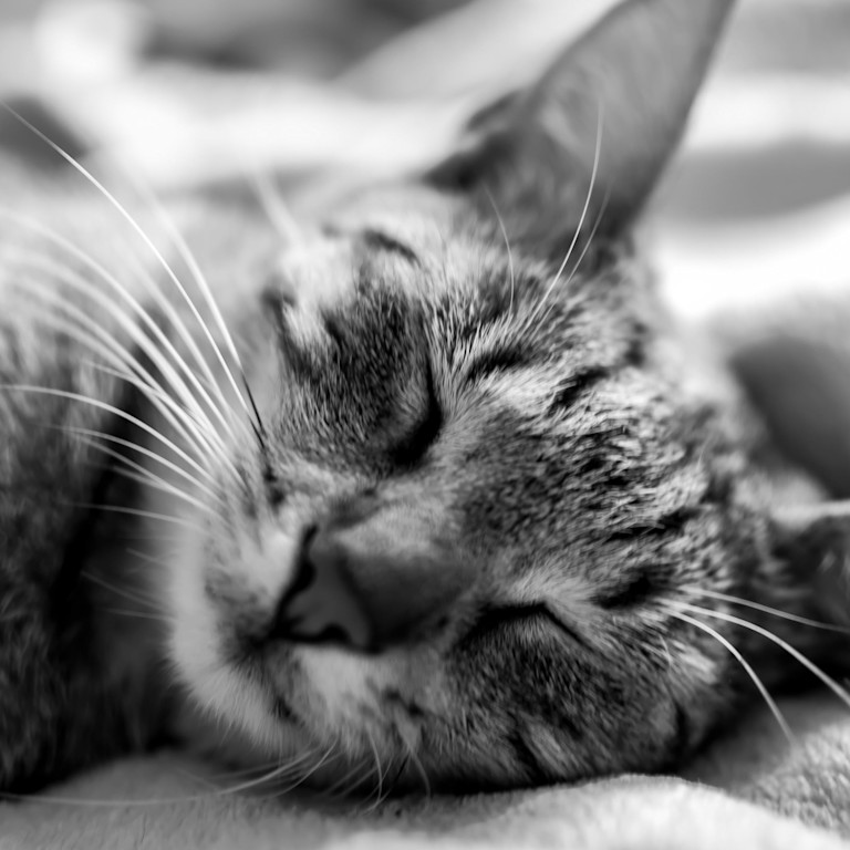 cat sleeping with eyes closed in a black and white photo.