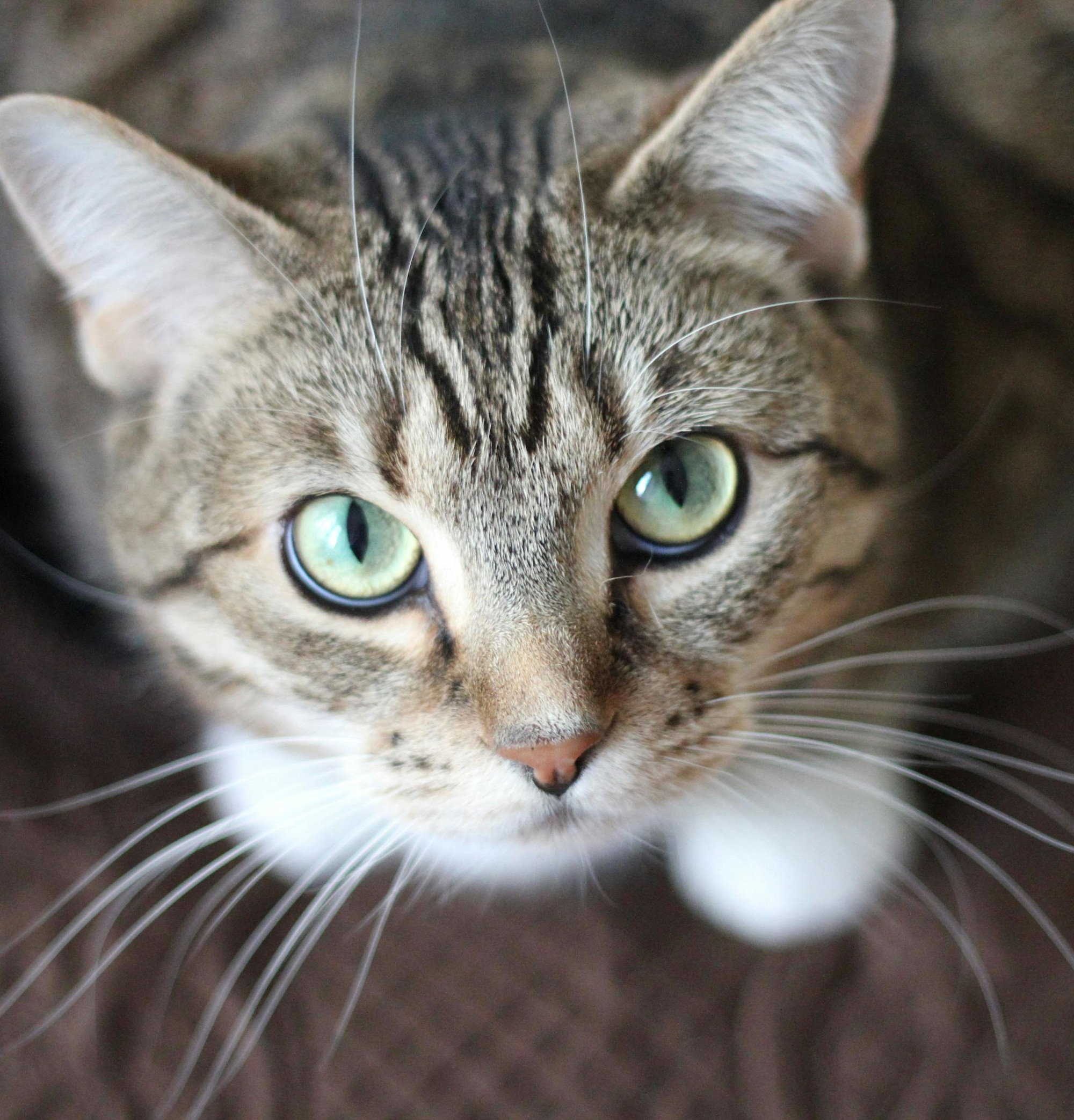 Tabby cat looking up