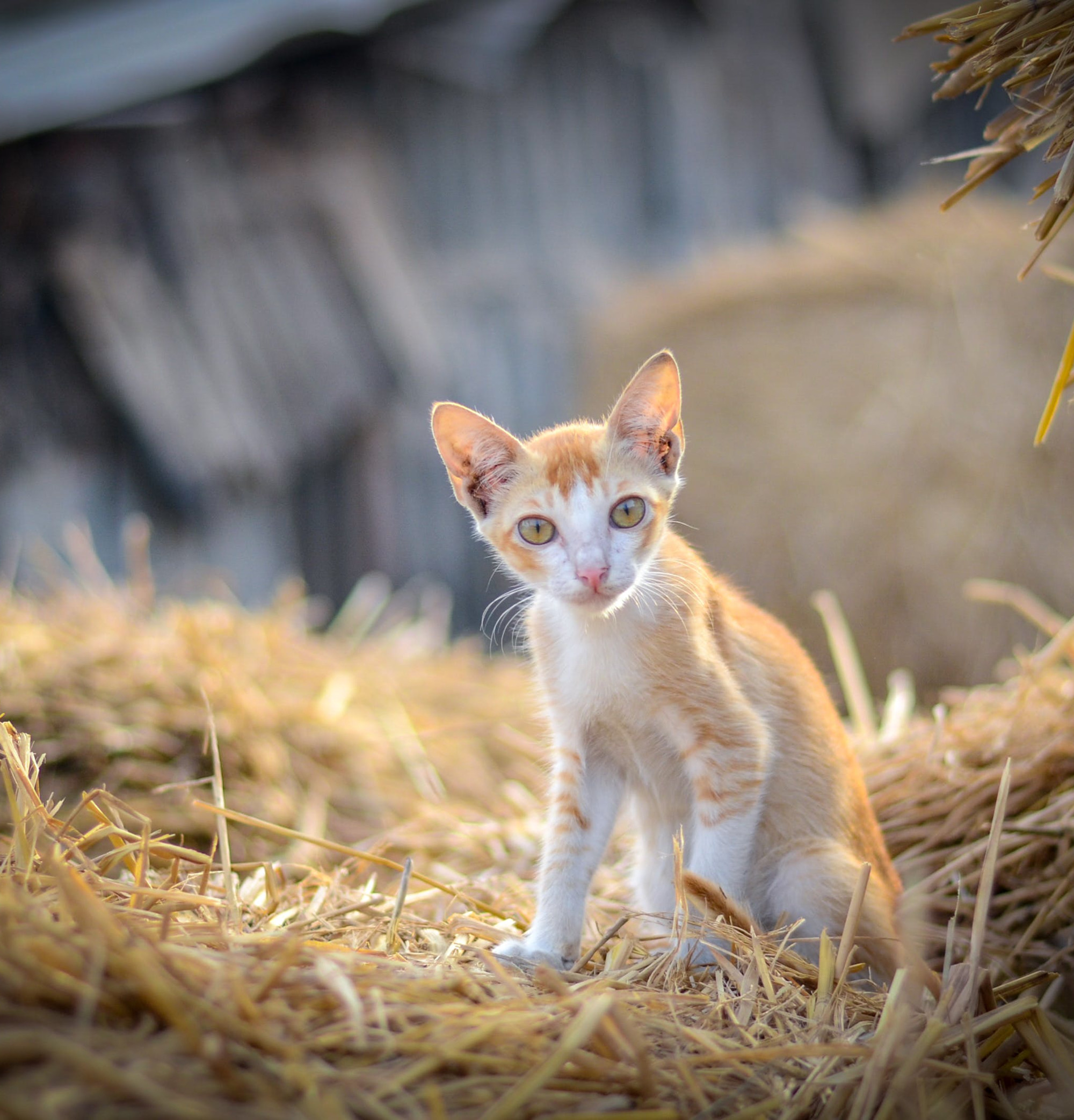 barn cat in the straw