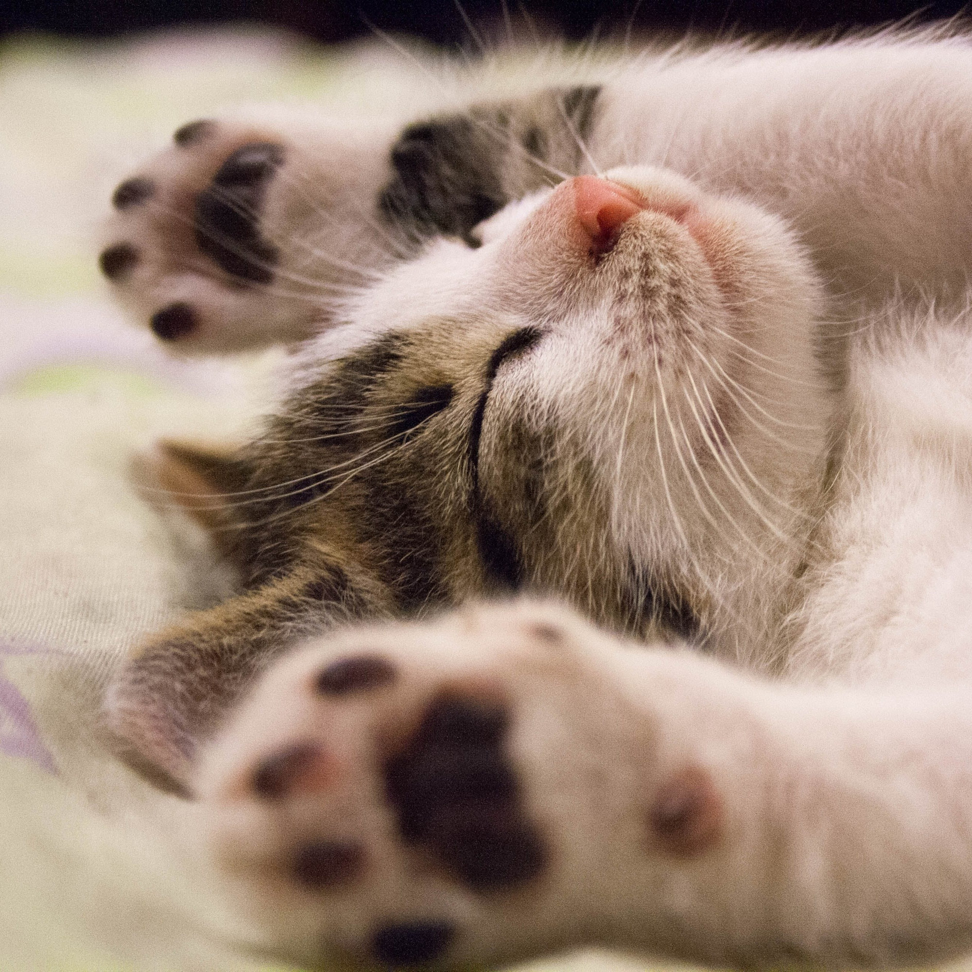 A kitten sleeping on his back with his paws up.