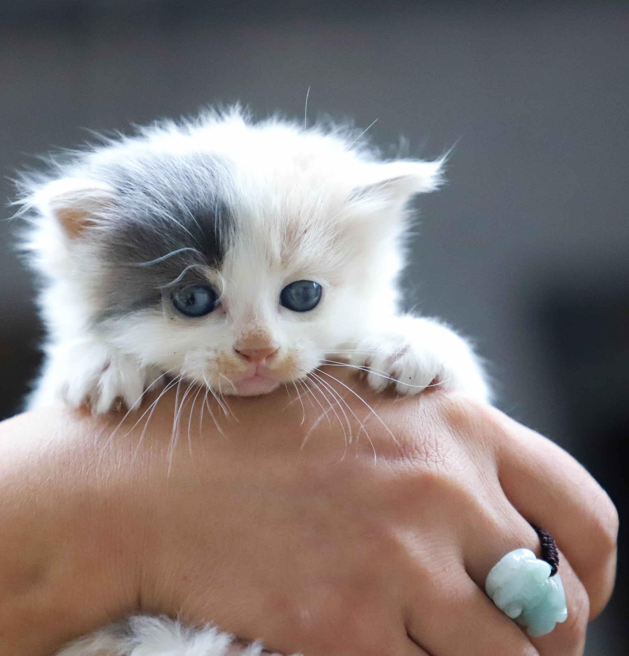 A tiny calico kitten in the hands of a person.