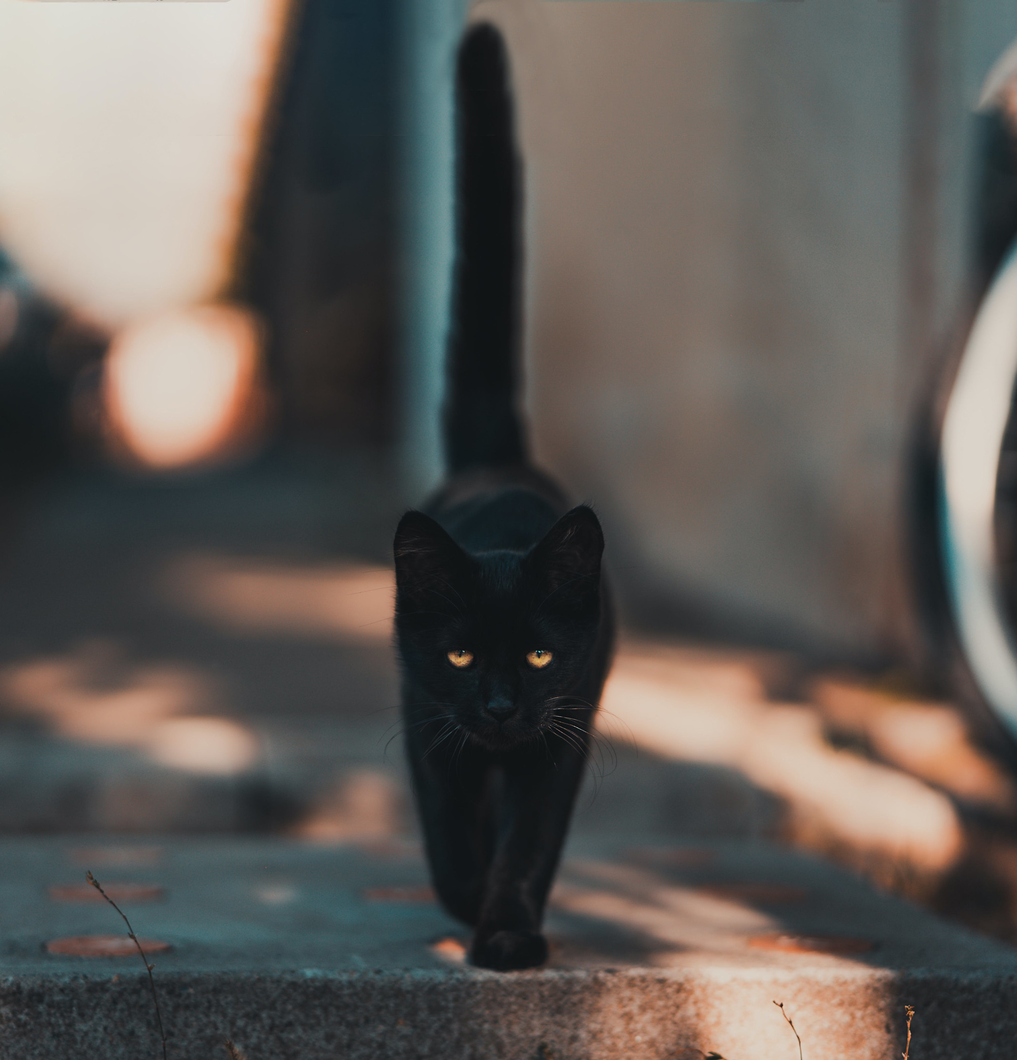 A stray black cat walking along a concrete walkway with it's tail up in the air.