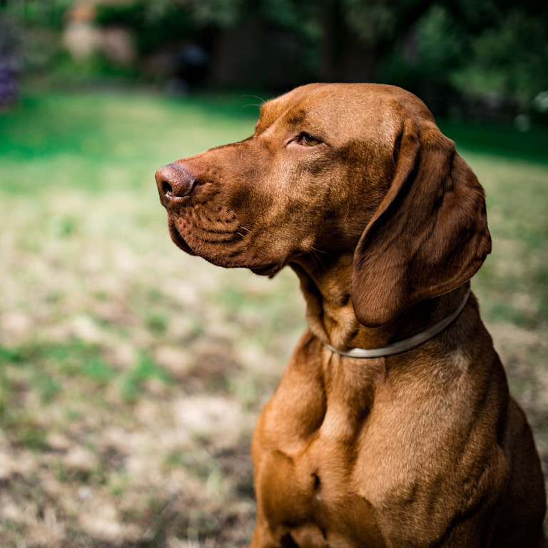 A reddish brown dog sitting in the grass looking off to the left.