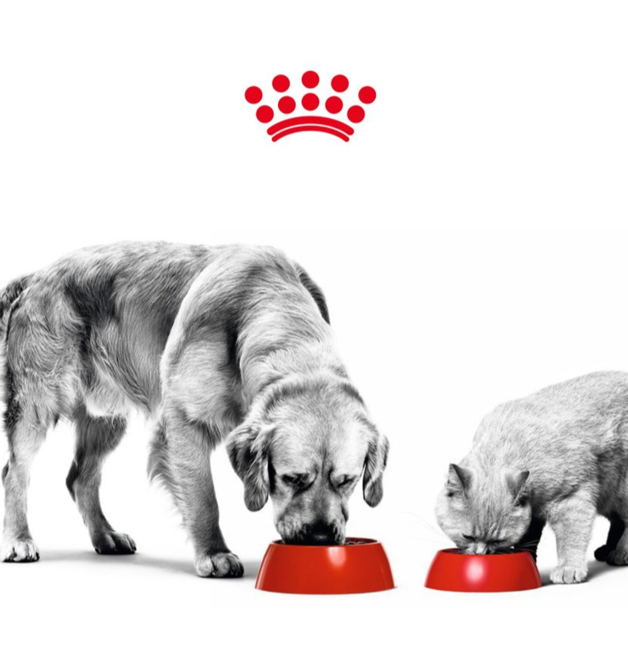 A black and white photo of a dog and a cat eating out of food bowls that are bright red.