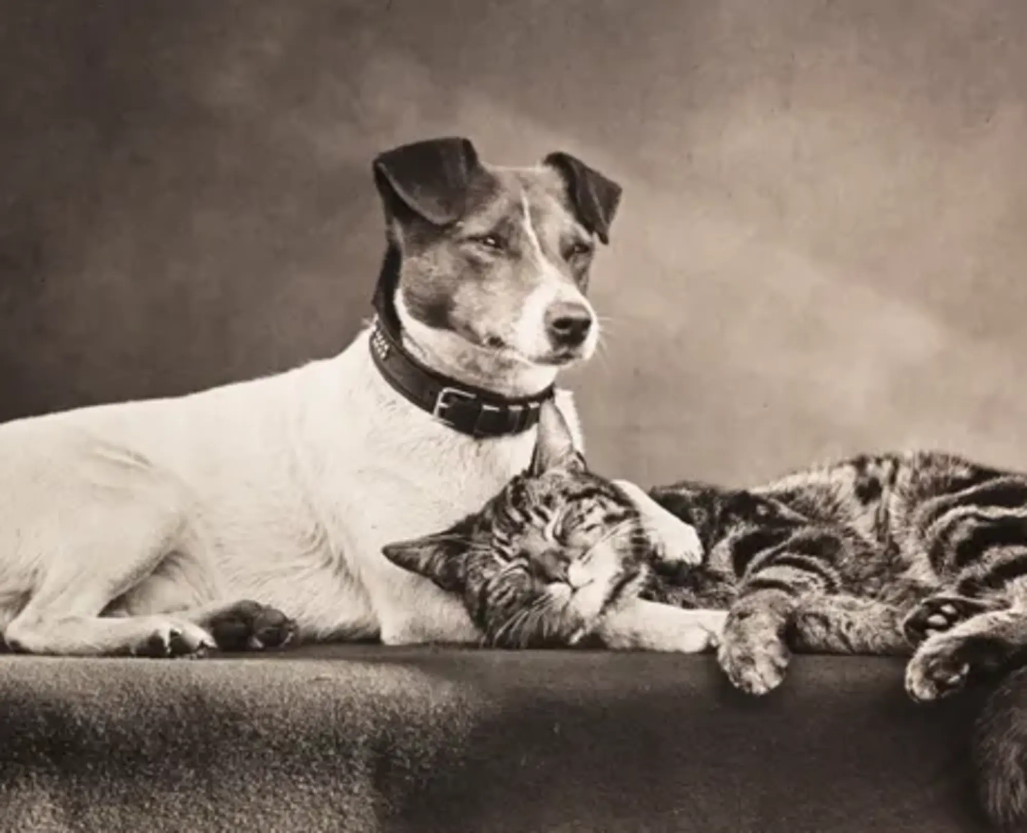 A vintage black and white photo of a dog lying down wiht his head up and paw over a cat sleeping.