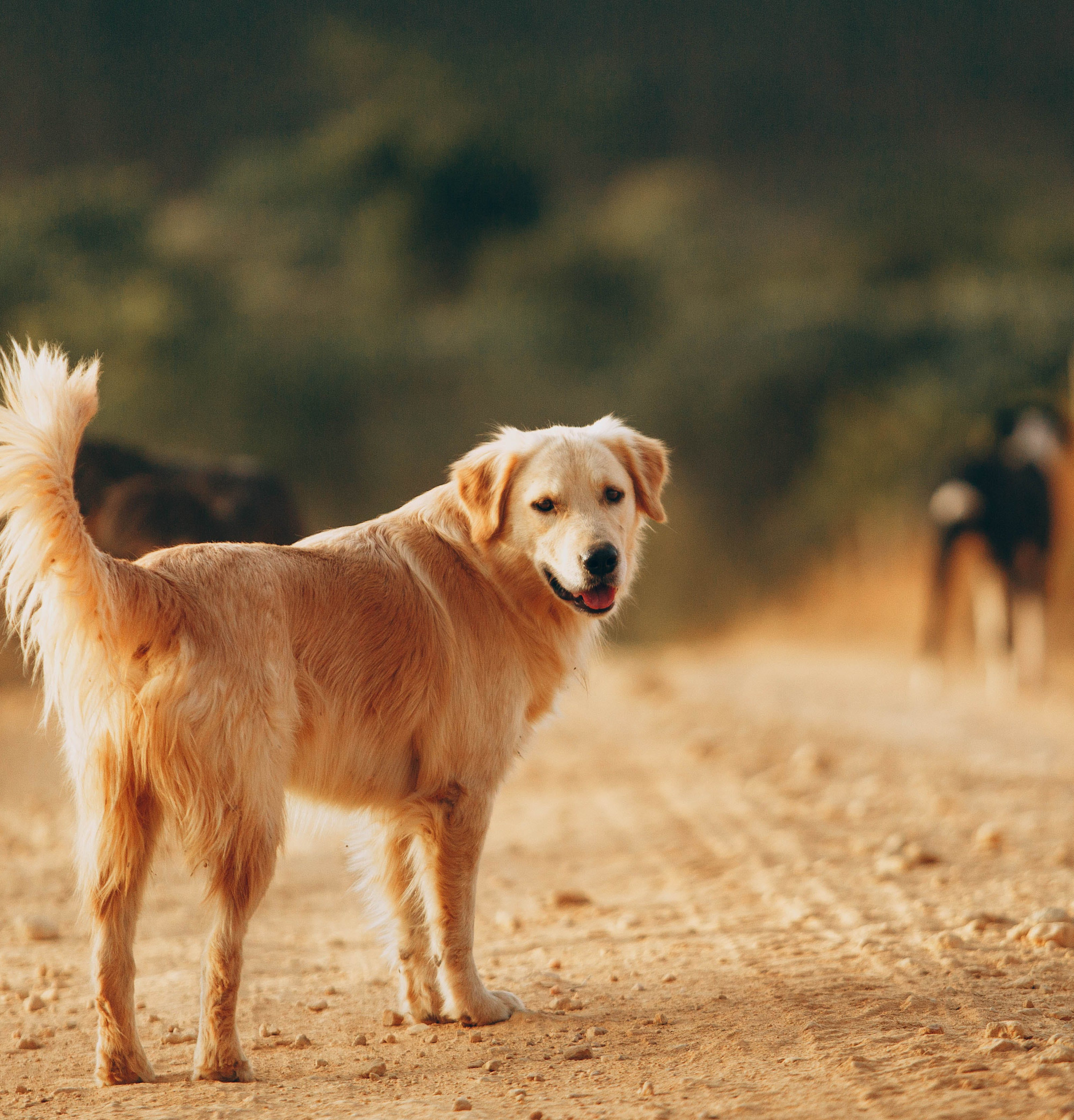 A golden retriever is following another dog along a dirt road and is looking back at the camera.
