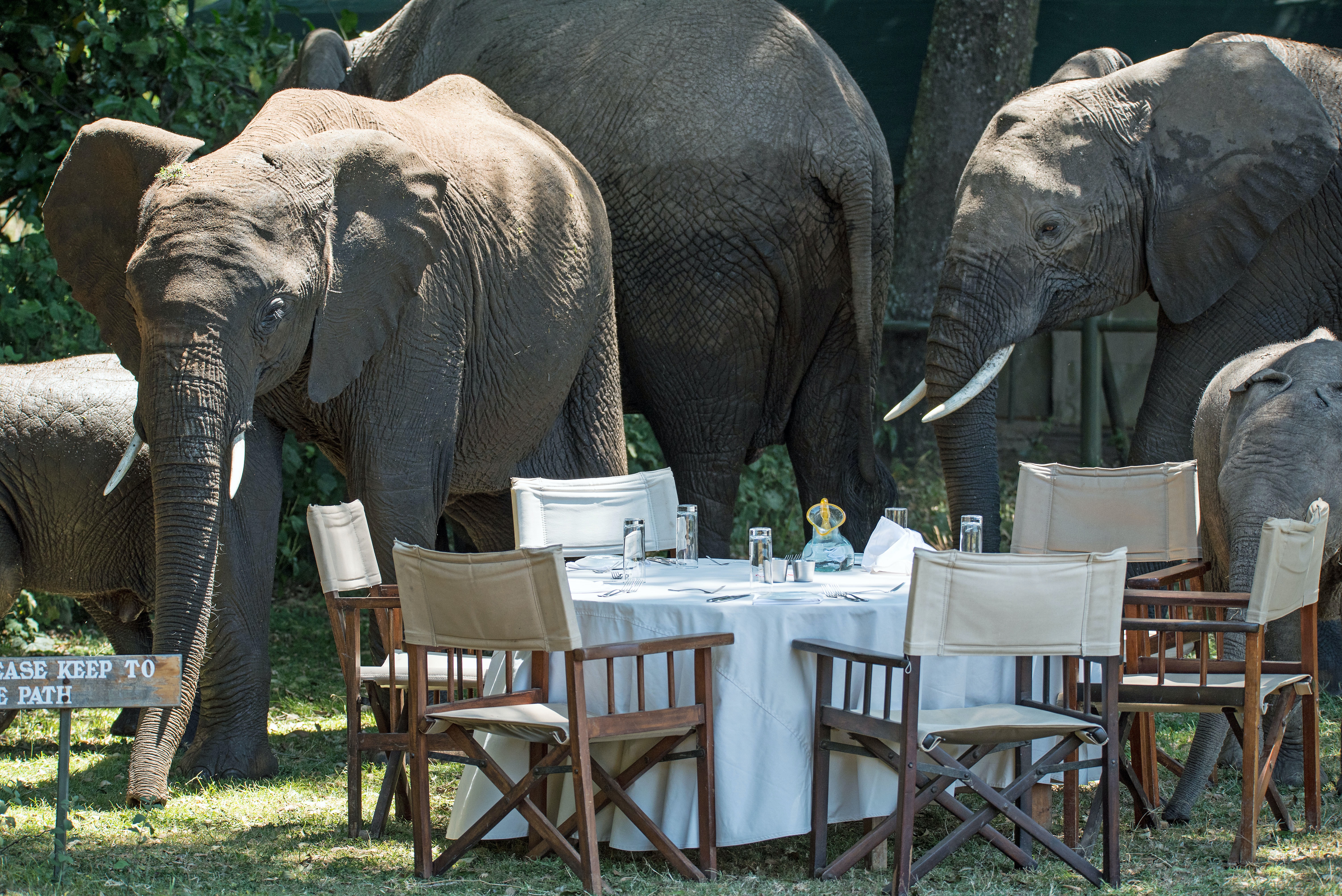 Elephants and outdoor dining tables