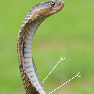 蛇 shé snake