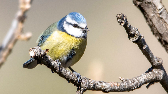 Change In Blue Tits Feather Colours Due To Climate Change Suggests