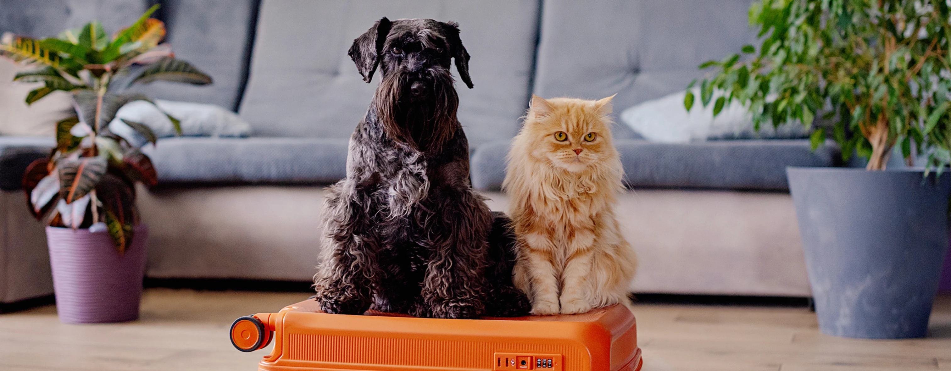 Un cane e un gatto sono seduti su una valigia nel salone di casa
